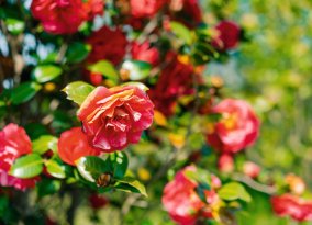 Kamelienblüte