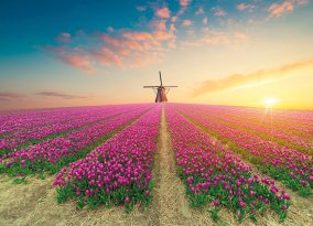 Windmühle im Tulpenfeld