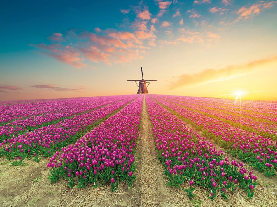 Windmühle im Tulpenfeld